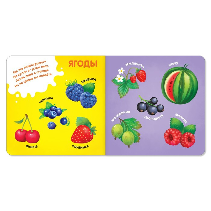 Книги картонные набор &laquo;Знакомимся с окружающим миром&raquo;, 4 шт. по 10 стр.