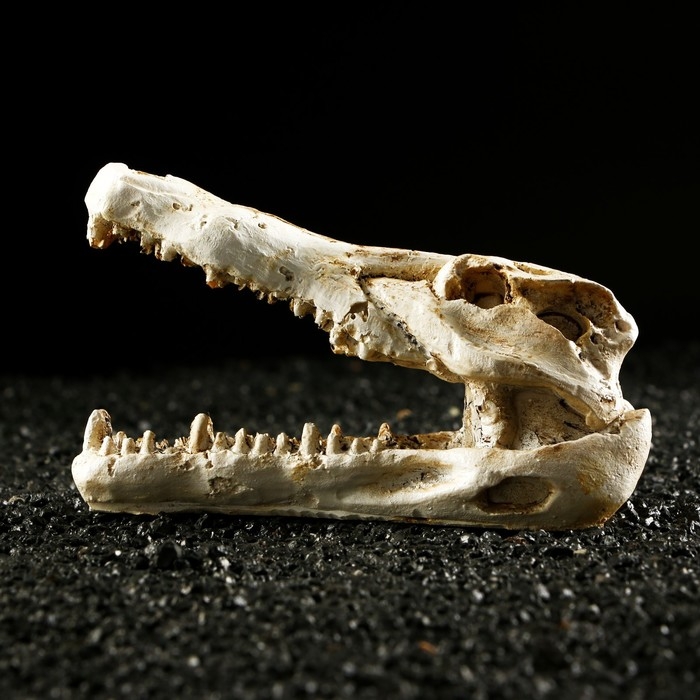 Декор для аквариума Декор для аквариума "Череп крокодила", 13 х 5,5 х 6 см