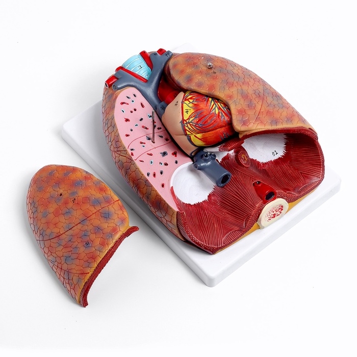 Макет Макет "Грудь человека изнутри" разборный 27*20*11см