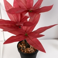 Бонсай в горшке "Традесканция колор" 10х26 см, микс Бонсай в горшке "Традесканция колор" 10х26 см, микс