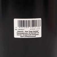 Саженец Розы "Мид Саммер", Горшок С4, Лето 2024