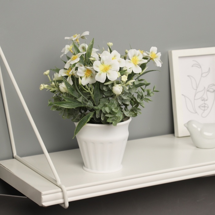 Бонсай в горшке "Примула экстра премиум" 21х9 см, микс