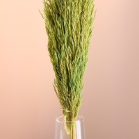 Набор сухоцветов "Камыш", банч длина 65 (+/- 6 см), зелёный
