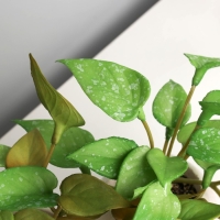 Бонсай в горшке "Сингониум элит" (мягкий лист) двойной, 12х14 см Бонсай в горшке "Сингониум элит" (мягкий лист) двойной, 12х14 см