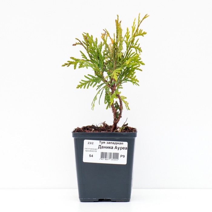 Туя западная "Даника Ауреа", Р9, 1 шт, Осень 2024