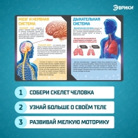 Набор для опытов &laquo;Скелет человека&raquo;