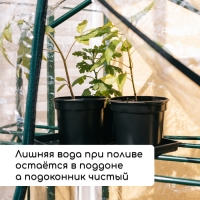 Набор для рассады: стаканы по 520 мл (8 шт.), поддон 40 &times; 30 см, чёрный, Greengo