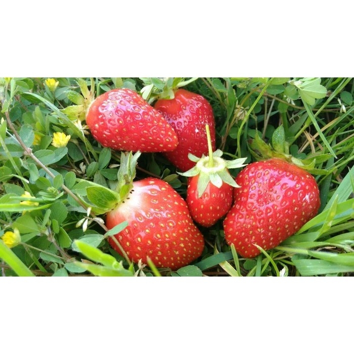 Рассада Земляники круноплодной (клубники) ФРИГО МАЛЬГА А+ (>15 мм) ремонтантный сорт, P9 Горшок