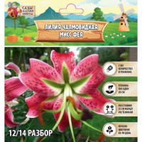 Лилия Чалмовидная "Мисс Фея", р-р 12/14, 3 шт, Лилия Чалмовидная "Мисс Фея", р-р 12/14, 3 шт,