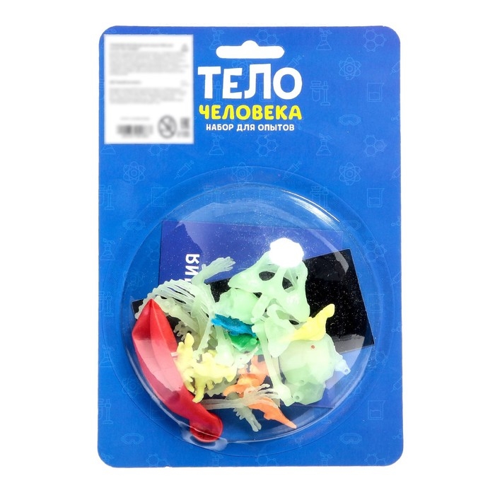 Набор для опытов &laquo;Тело человека&raquo;, светится в темноте