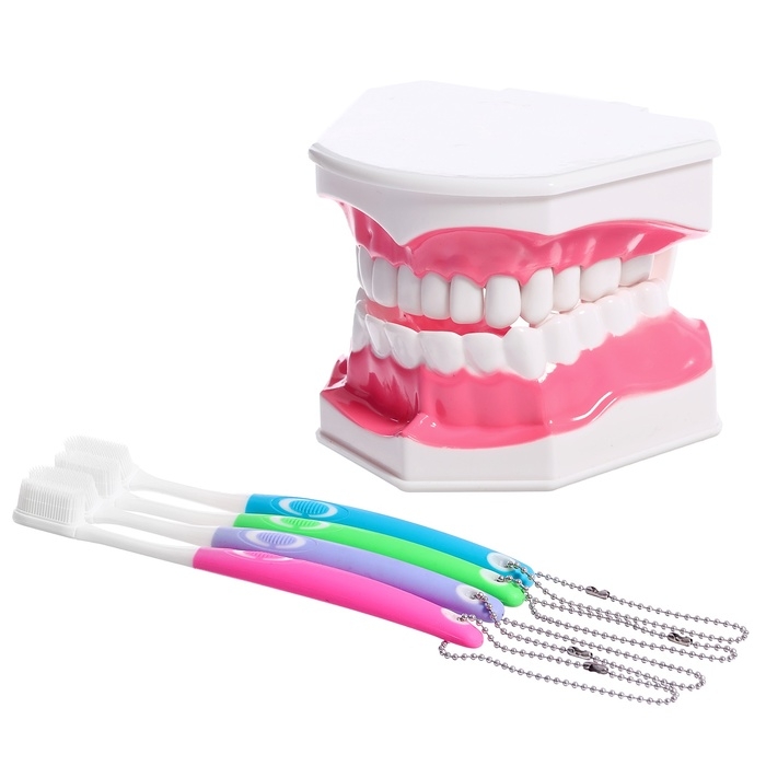 Игровой набор «Макет челюсти человека», 12 × 9 см, с щёткой, щётка цвета МИКС Игровой набор «Макет челюсти человека», 12 × 9 см, с щёткой, щётка цвета МИКС