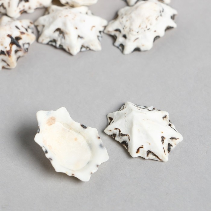 Ракушки декоративные "Zlatka" 100 г &plusmn; 5 г, 2.5 см