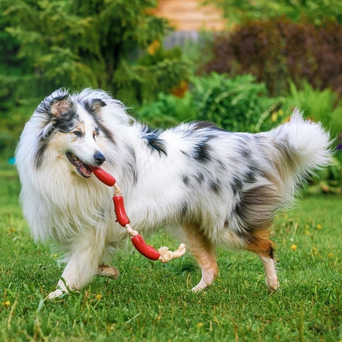 Игрушка резиновая "3 сосиски" на канате, 50 см, микс