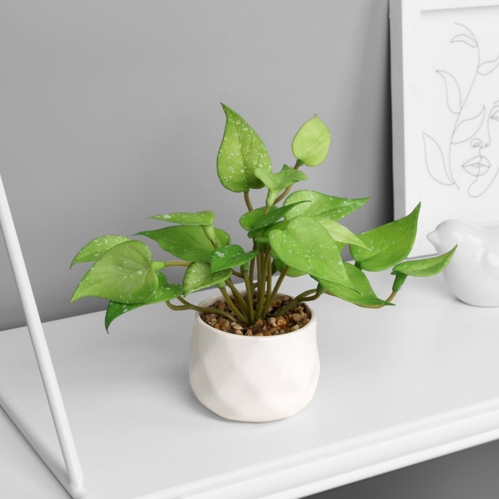 Бонсай в горшке "Филодендрон ультра" (мягкий лист) 9х6 см, микс