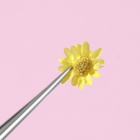 Сухоцветы для декора ногтей &laquo;Ромашки&raquo;, объёмные, 12 видов, в футляре, разноцветные