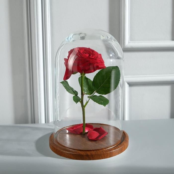 Стеклянный купол-клош на деревянной подставке Стеклянный купол-клош на деревянной подставке "Венсан - 1", 25х15 см, коричневый