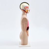 Макет "Торс человека" 65 см Макет "Торс человека" 65 см