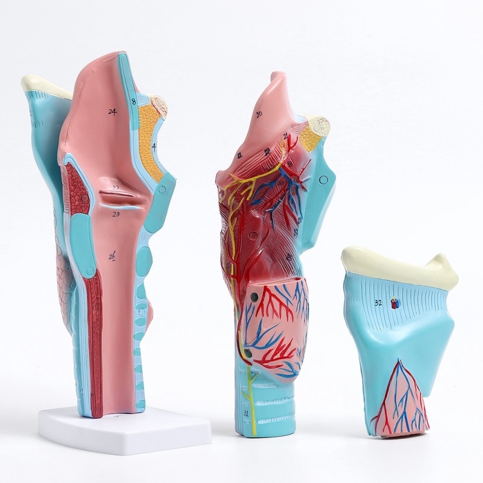 Макет Макет "Гортань человека" разборная 20см