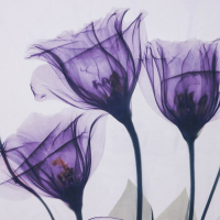 Штора для ванны Доляна «Магические цветы», 180×180 см Штора для ванны Доляна «Магические цветы», 180×180 см