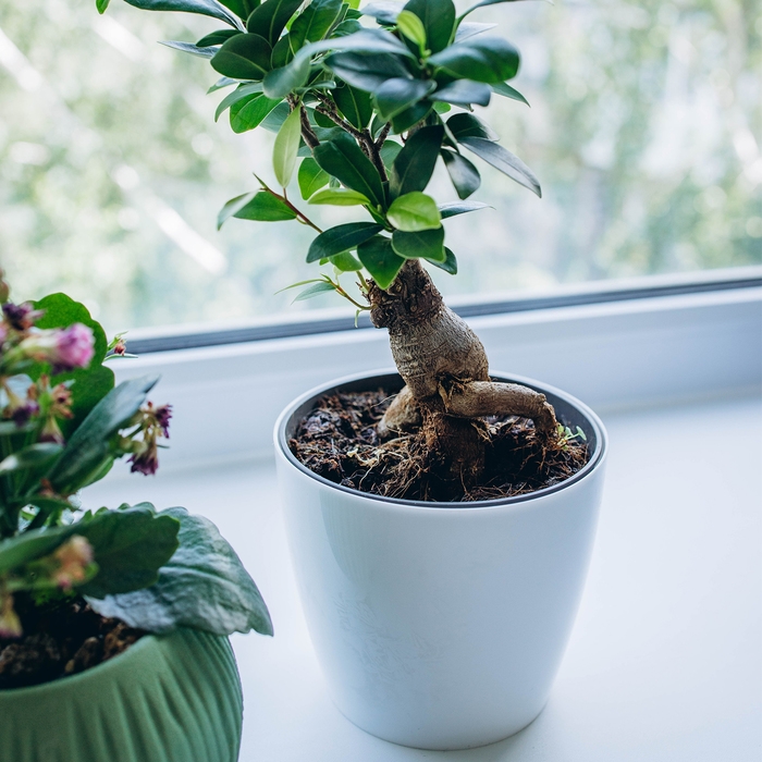 Горшок для цветов, d = 12,5 см, 1 л, пластик, белый