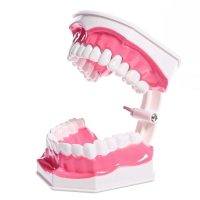 Игровой набор «Макет челюсти человека», 12 × 9 см, с щёткой, щётка цвета МИКС Игровой набор «Макет челюсти человека», 12 × 9 см, с щёткой, щётка цвета МИКС