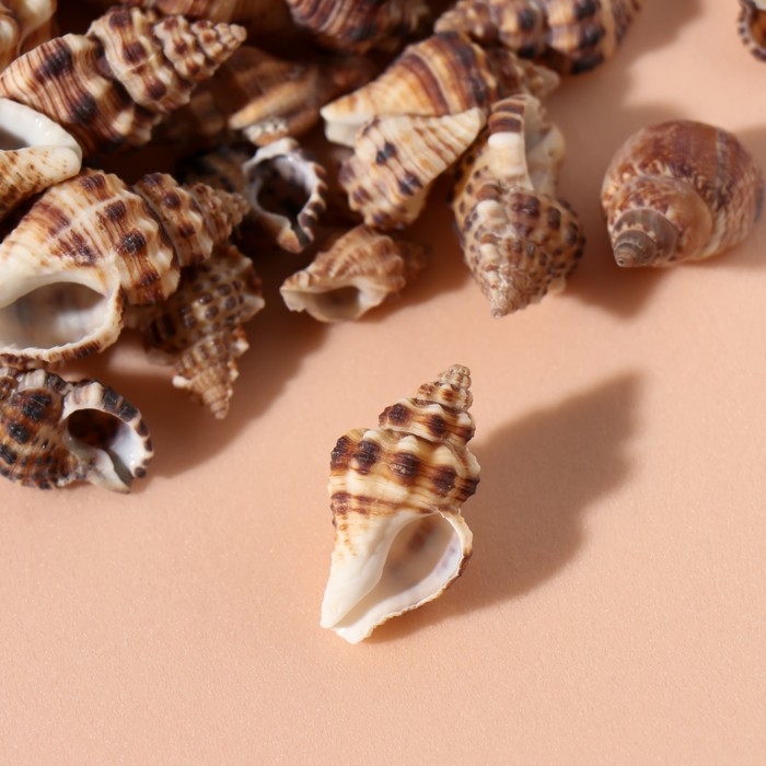 Ракушки природные декоративные "Зебра" набор 100 гр