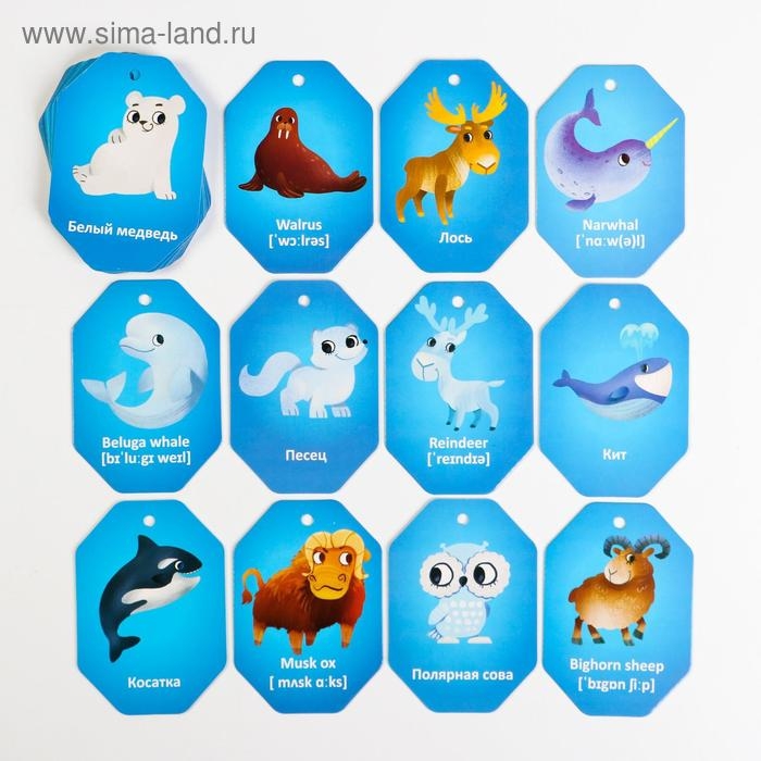 Карточки на кольце для изучения английского языка &laquo;Животные полюсов&raquo;, 20 карт, кольцо, 3+