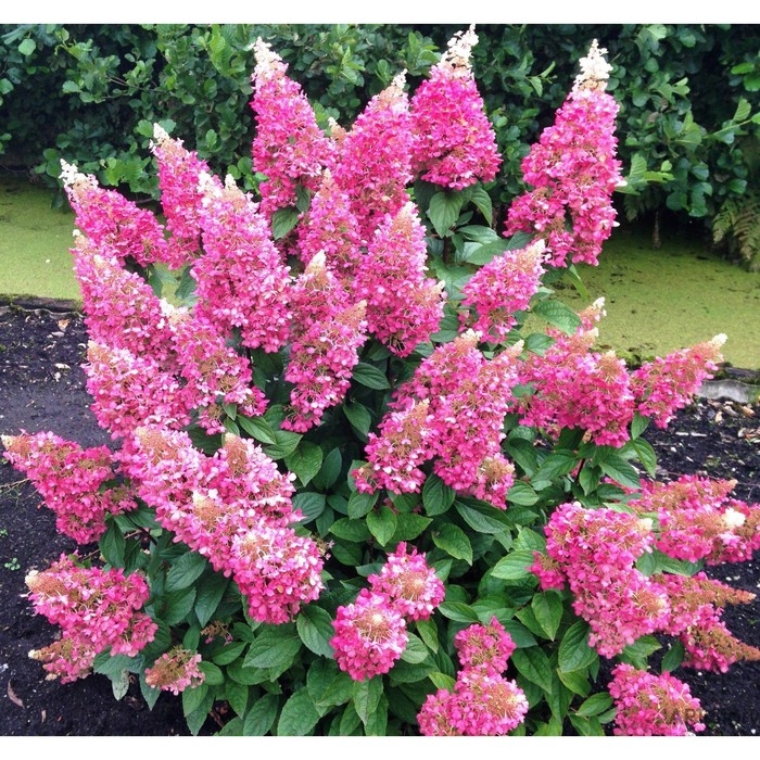 Гортензия метельчатая Пинки Винки, С3 горшок, Н10-50 высота, 1 шт, Осень 2024 Гортензия метельчатая Пинки Винки, С3 горшок, Н10-50 высота, 1 шт, Осень 2024