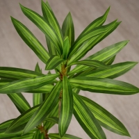 Цветы искусственные "Пальма домашняя люкс полоска" 83 см, зелёный Цветы искусственные "Пальма домашняя люкс полоска" 83 см, зелёный