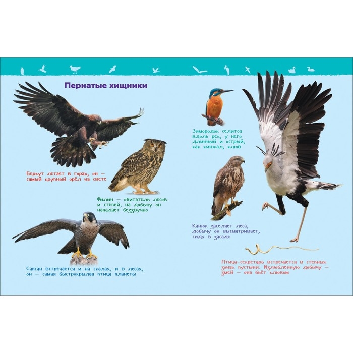 Энциклопедия для детского сада &laquo;Птицы&raquo;, Гальцева С. Н.