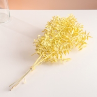 Набор сухоцветов "Рускус", банч 5-6 шт, длина 50-60 (+/- 6 см), желтый