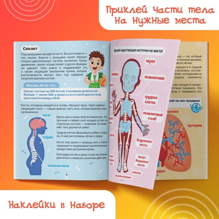 Наклейки &laquo;Как устроено моё тело&raquo;, 16 стр.
