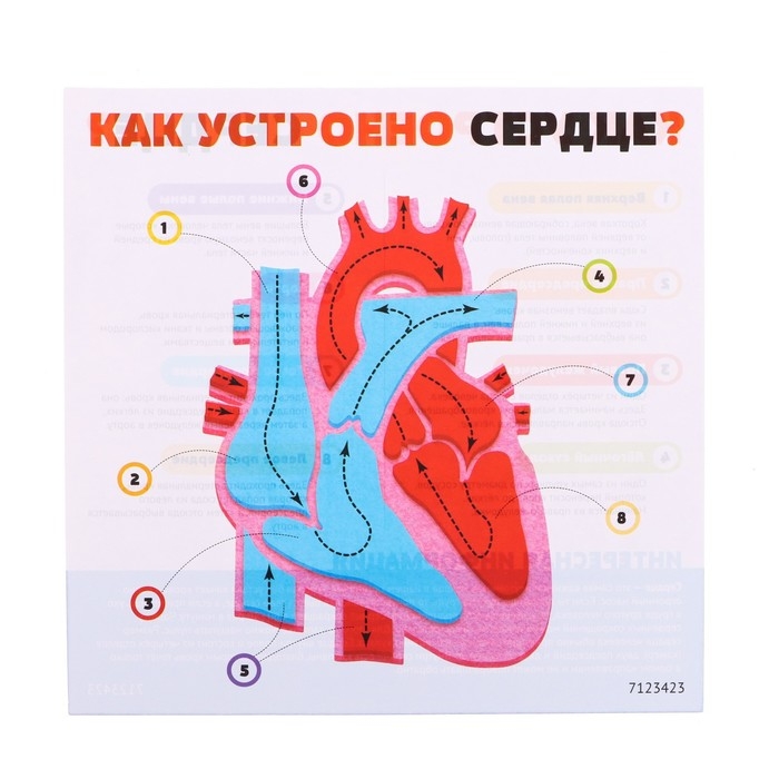 Набор для опытов &laquo;Моё тело&raquo;, сердце