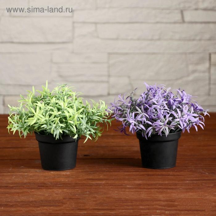 Бонсай в горшке "Травушка" 7х10 см, микс