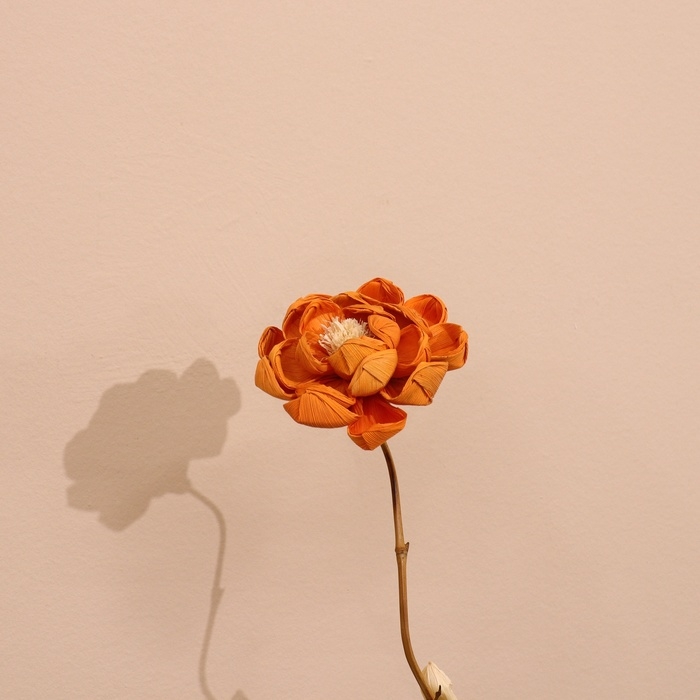 Сухоцвет на бамбуковом стебле 150 см оранжевый