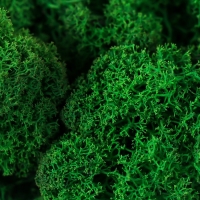 Мох стабилизированный "Зелёный" 500 гр (+-5 гр). Мох стабилизированный "Зелёный" 500 гр (+-5 гр).