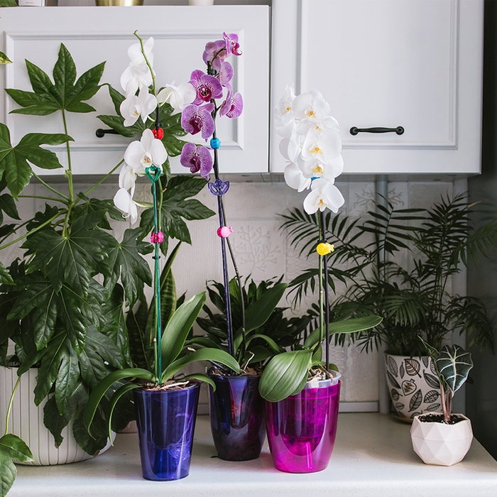 Горшок для орхидей, 1,2 л, 12,5 &times; 16,6 см, пластик, прозрачно-фиолетовый