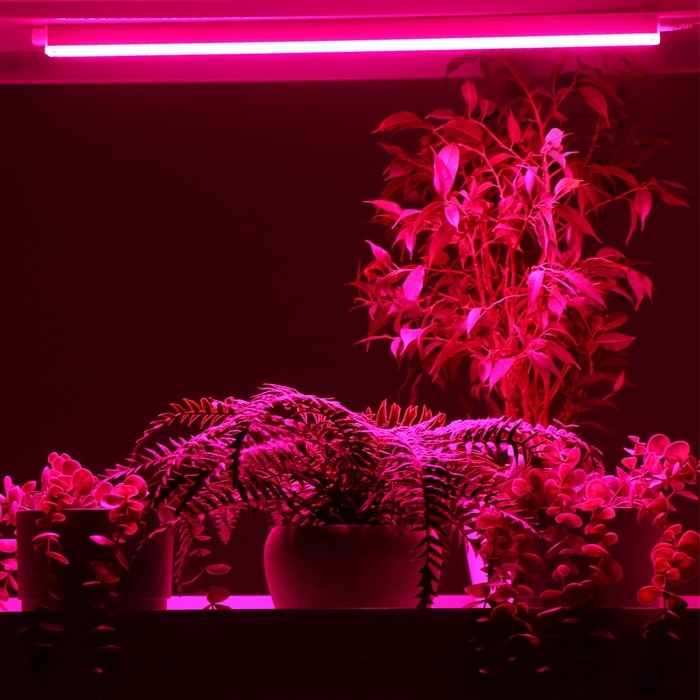 Фитосветильник светодиодный, 9 Вт, 572 мм, сине-красный спектр, фиолетовый, FITO-9W-Т5-N, «ЭРА» Фитосветильник светодиодный, 9 Вт, 572 мм, сине-красный спектр, фиолетовый, FITO-9W-Т5-N, «ЭРА»