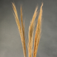 Сухоцветы для декора &laquo;Камыш&raquo;, набор 5 шт. 113 &times; 5 &times; 5 см
