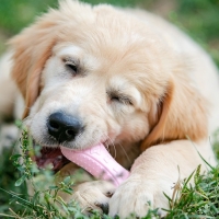 Игрушка плавающая "Косточки" Пижон Premium, вспененный TPR, 10,5 х 5,5 х 2 см, розовая Игрушка плавающая "Косточки" Пижон Premium, вспененный TPR, 10,5 х 5,5 х 2 см, розовая