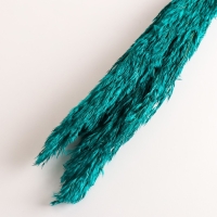 Набор сухоцветов "Камыш", банч длина 65 (+/- 6 см), изумрудный Набор сухоцветов "Камыш", банч длина 65 (+/- 6 см), изумрудный