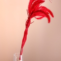 Набор сухоцветов "Сетария", банч 7 шт, длина 60-65 (+/- 6 см), красный Набор сухоцветов "Сетария", банч 7 шт, длина 60-65 (+/- 6 см), красный