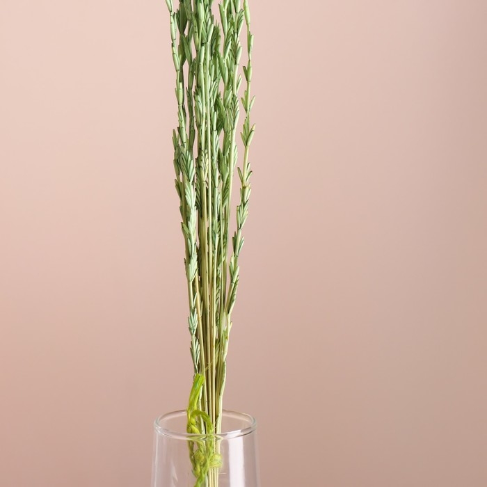 Набор сухоцветов "Райграс", банч 21 шт, длина 60 (+/- 6 см), зелёный