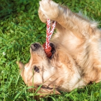 Игрушка тренировочная канатная "Круг с косточкой", до 100 г, микс цветов Игрушка тренировочная канатная "Круг с косточкой", до 100 г, микс цветов