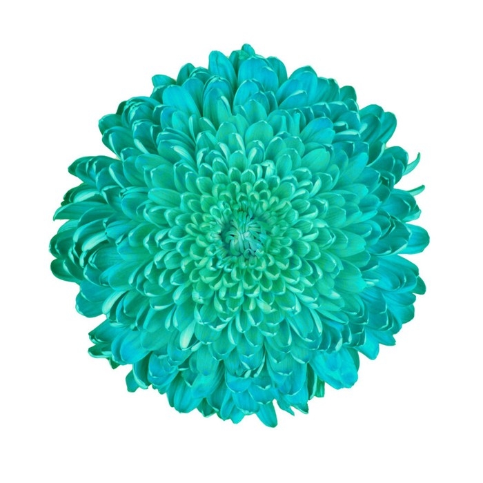 Краситель флористический, для цветов, бирюзовый, 300 мл Краситель флористический, для цветов, бирюзовый, 300 мл