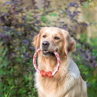 Игрушка тренировочная канатная "Круг с косточкой", до 100 г, микс цветов Игрушка тренировочная канатная "Круг с косточкой", до 100 г, микс цветов