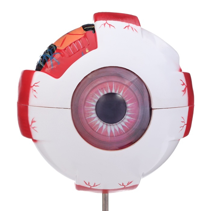 Макет Макет "Глаз человека" 21*14см