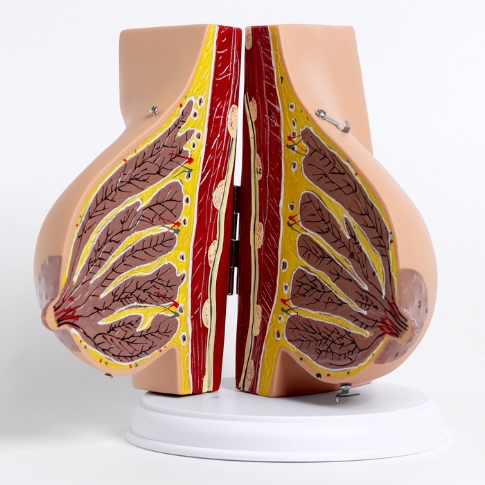 Макет Макет "Женская грудь в разрезе" 18*13*13см
