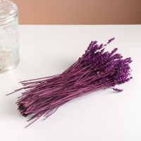 Набор сухоцветов "Лаванда" банч длина 30  (+/- 6 см), сиреневый