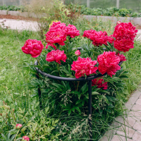 Кустодержатель, d = 64 см, h = 50 см, ножка d = 2 см, пластик, чёрный, &laquo;Смородина&raquo;